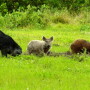 The ultimate omnivores and survivalists, wild pigs consume at least 300 different food types.