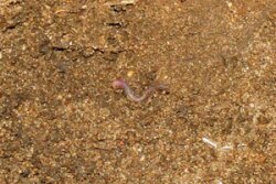 pC12 Earthworms to the Rescue