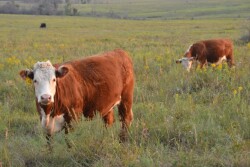 BT_Hereford_Heifers