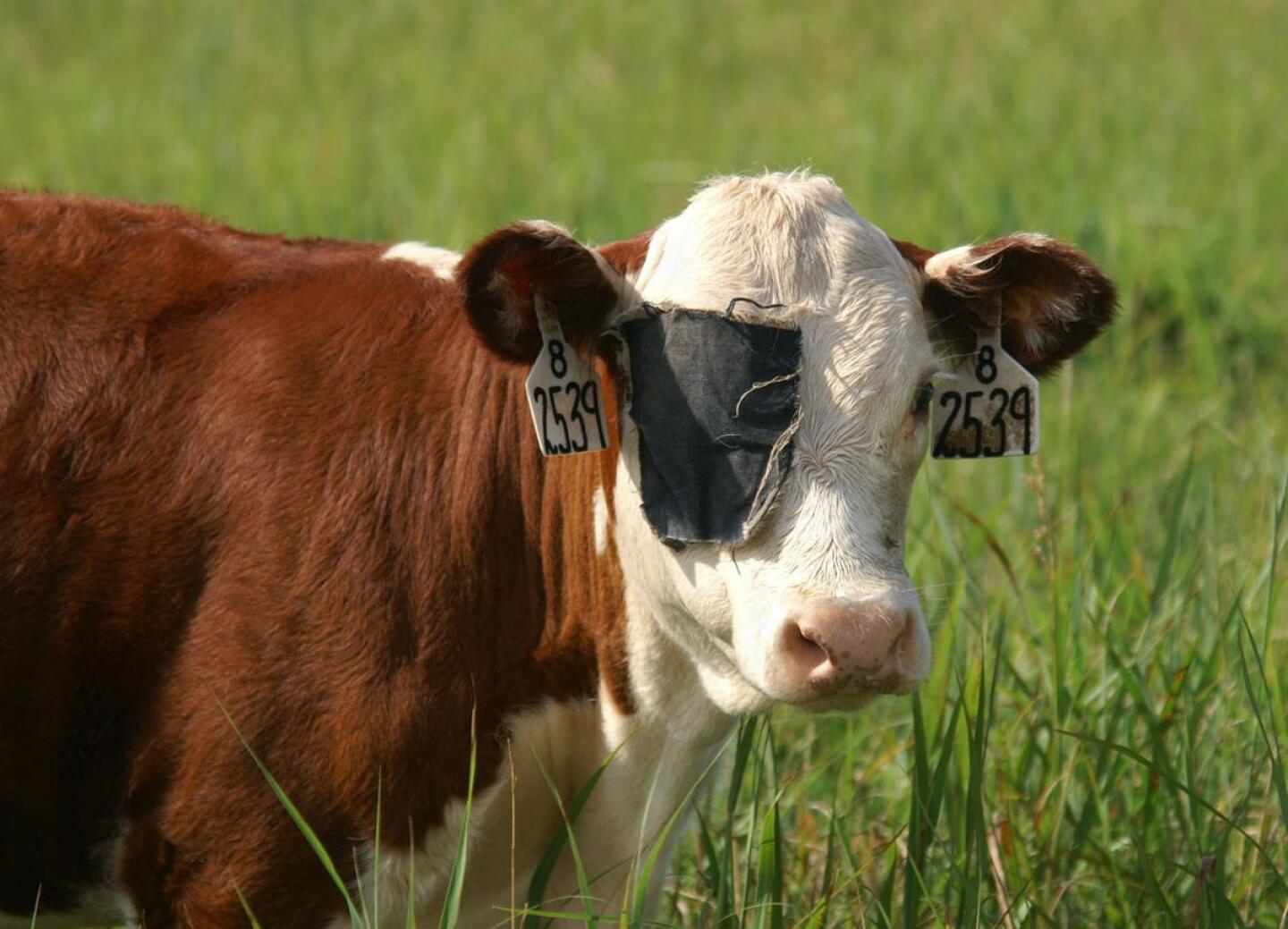 Calf with pinkeye