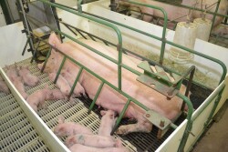 sow in farrowing crate