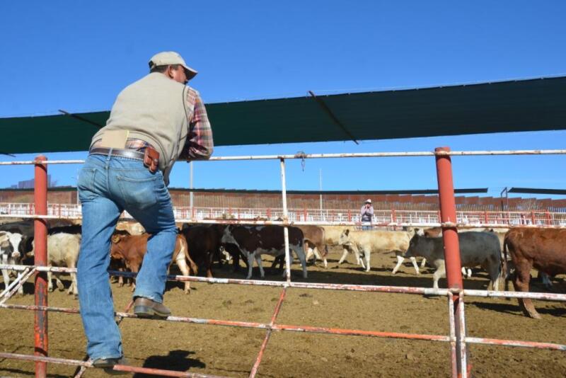 A Mexican cattle broker looks at a group of spayed heifers before they cross the U.S.-Mexico border at Nogales, Sonora, Mexico.