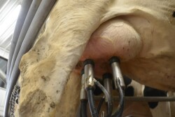 Milk production can be affected by vaccination.
