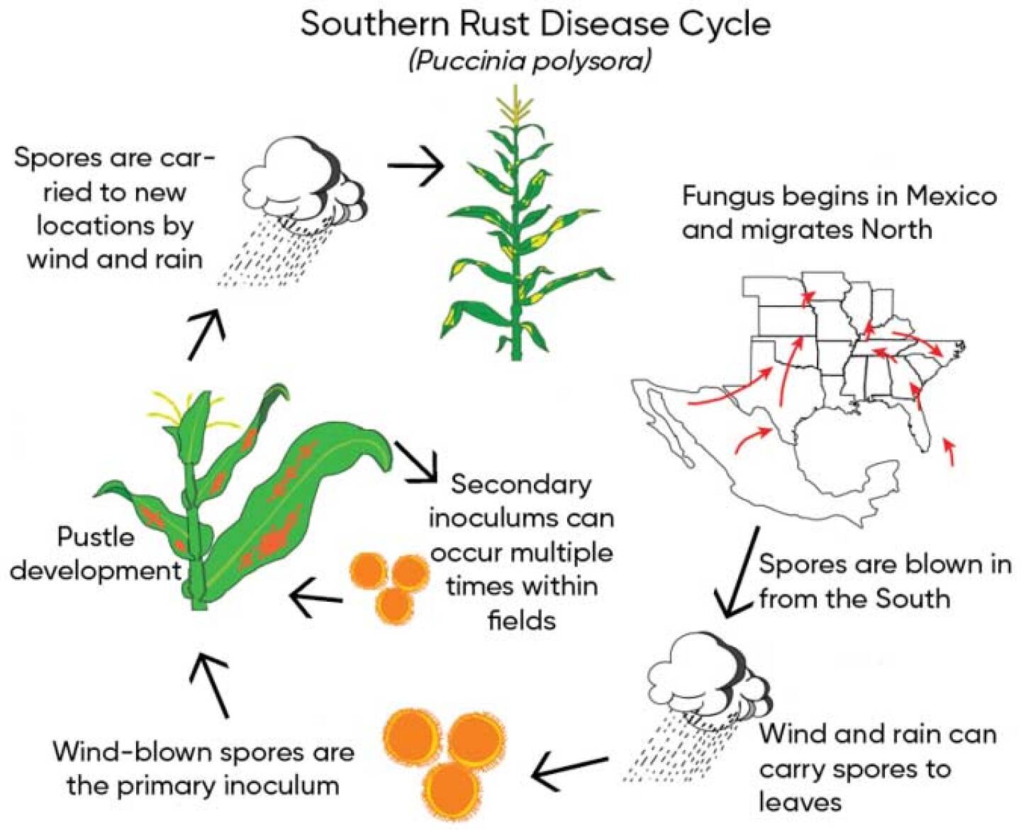 Southern Rust Delivers A Harsh Wake-Up Call For Disease Control - AgWeb