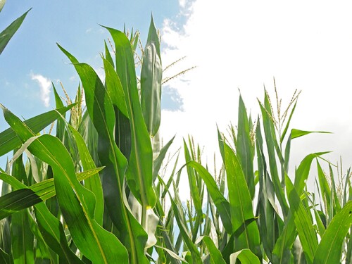 Corn-Sky-Lindsey-Benne.jpg