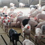 Cash-traded weaner pig reported volume was above average this past week, with 61,300 head reported. Cash weaner pig reported prices were $10.92, down $0.97 per head from last week.
