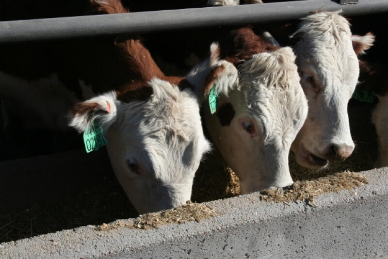 If animals change ownership but remain under the care of the same caretakers, the existing VFD remains valid.