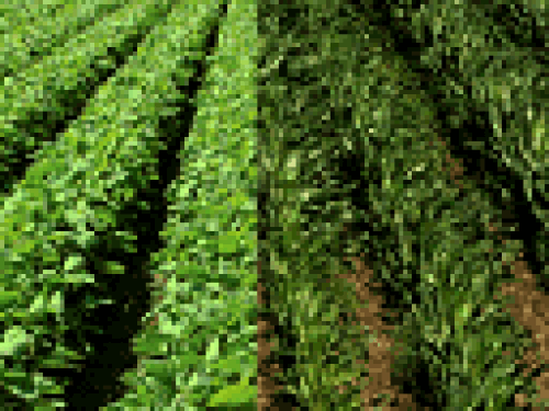 corn soybeans