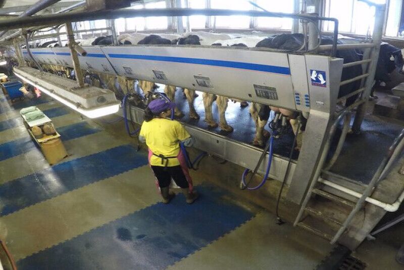 Milking parlor prep.