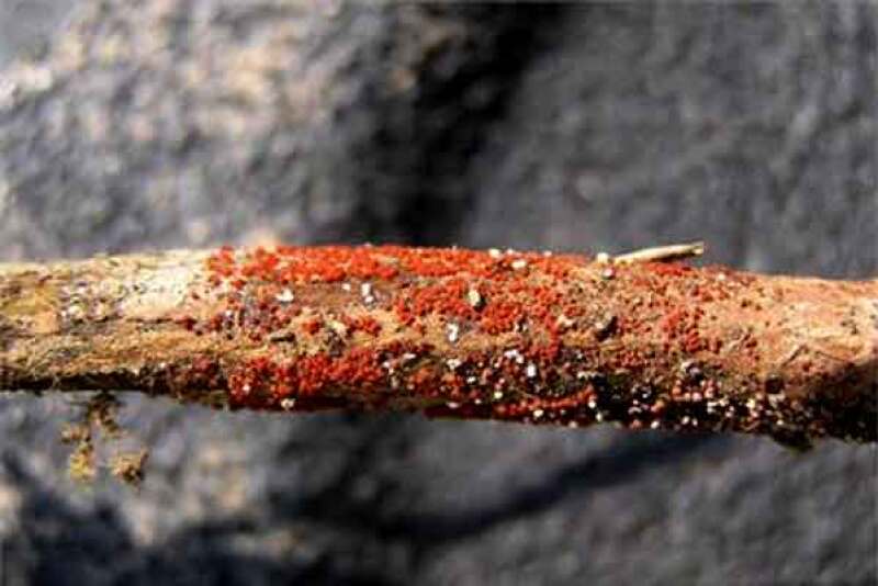 Red Crown Rot Reaches Illinois Soybean Fields, Suspected in Other 