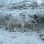 BT_Cows_Fozen_Winter_Snow_Blizzard