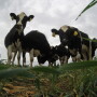 The rapidly evolving beef-on-dairy segment has an opportunity to quickly accelerate beef production. 