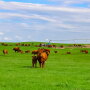 Zeman Ranch