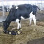 Just-fresh cows often need supplementation to avoid falling victim to calcium deficiencies. 