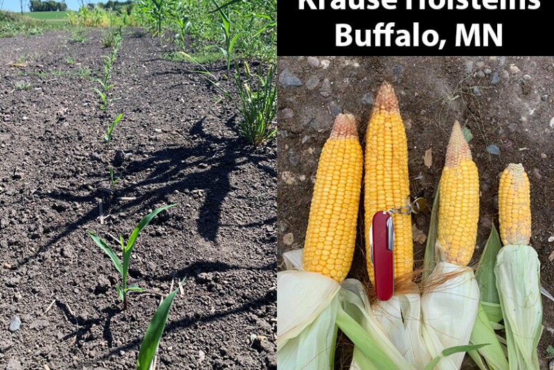 Krause Holsteins corn crop