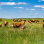Duck Bar Ranch