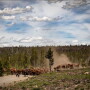 Hereford Cattle Drive
