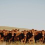 Cows