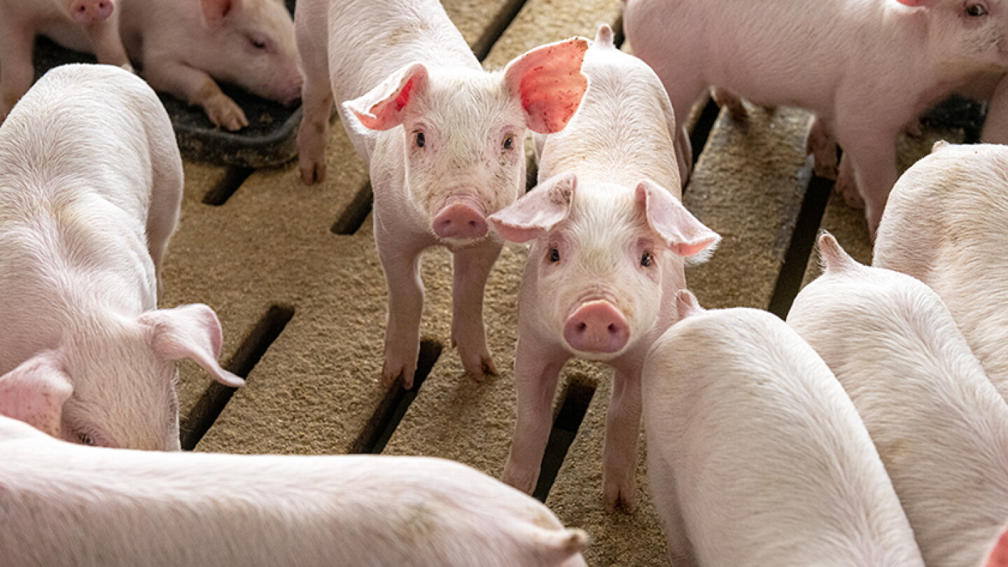 Normal Pig Cash Weaner Pig Prices Average $40.55, Up $1.56 Last Week - Pork Business