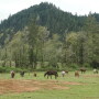Beyond rendering plants, expensive crematoria and landfills, the options for respectfully burying a 1,000 lb. animal are extremely limited in many areas of the United States.