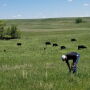 Forage Sampling