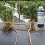 Roots from a recent Florida trial of MeloCon LC on tomatoes are healthier and protected from nematode damage when treated with the new biological control.