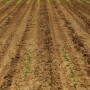 Manage your time, weeds and previous stands to maximize yields