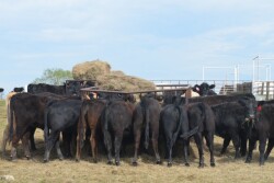 BT_Hay_Bunk_Cattle