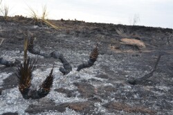 Fires ripped across parts of Texas, Oklahoma, Colorado and Kansas last week, leaving destruction in their path.