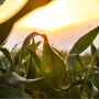 Corn_Canva