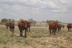 BT_Cattle_South_Africa_Drought