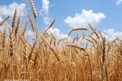 Wheat harvest - Lindsey Pound