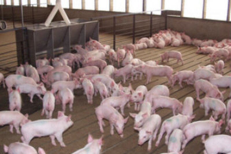 WeanedPigs-337_5.jpg