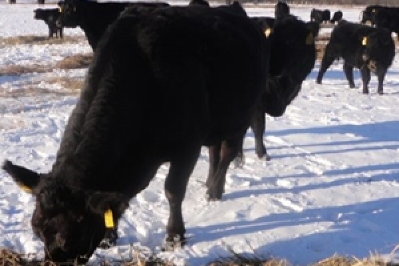 Cows Snow Winter Feeding 2