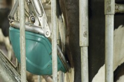 Cow Toilet