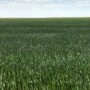 wheat-field