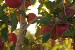 Autumn Glory apples on the tree