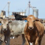 BT_Feedlot_5