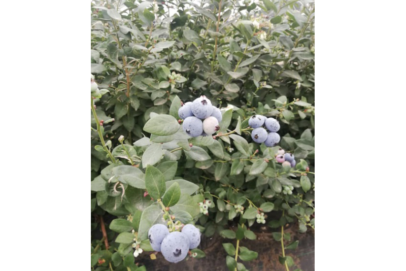 peru blue