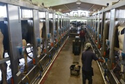 A new federal program to help hard-pressed dairy farmers is expected to be ready for enrollment in June 2019, as farmers undergo their fifth year of low milk prices that have driven thousands out of business. 
