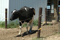 Lame dairy cow.