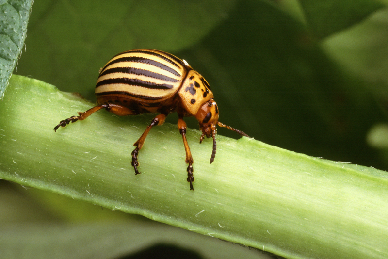 Colorado potato beetle