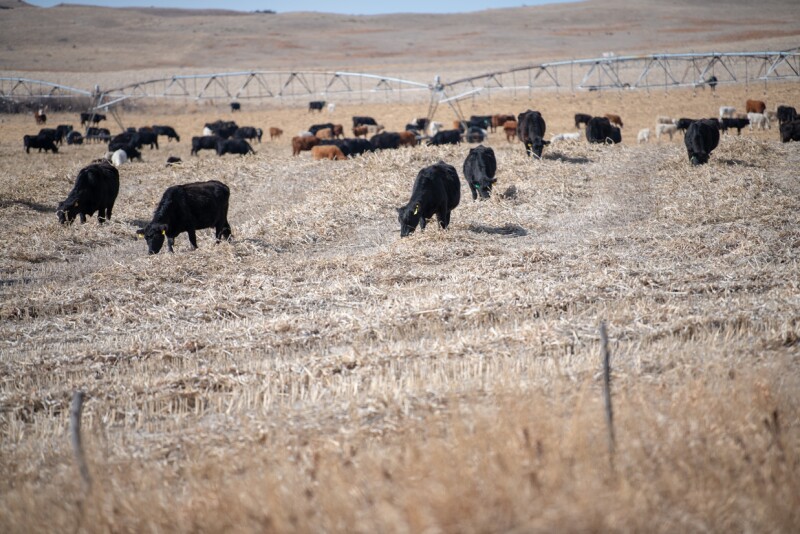 WindrowGrazing-Walz-TMW_7388.jpg