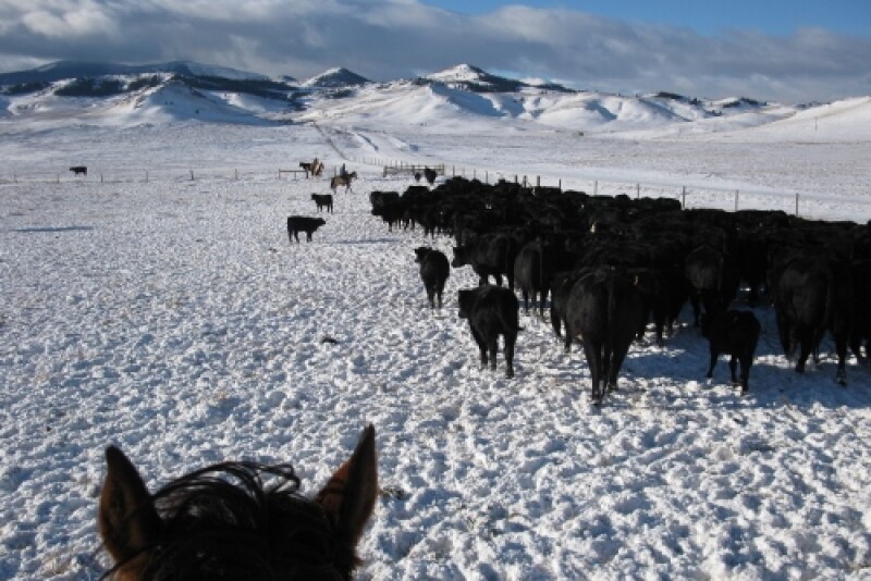 Extreme weather fluctuations put extra stress on calf immune systems.