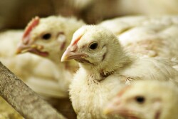 chicken