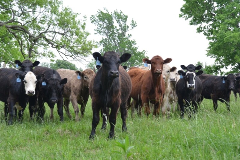 BT_Stocker_Cattle_Kentucky