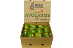 20 count Florida avocados