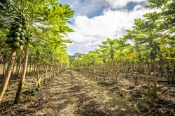 Papaya fields