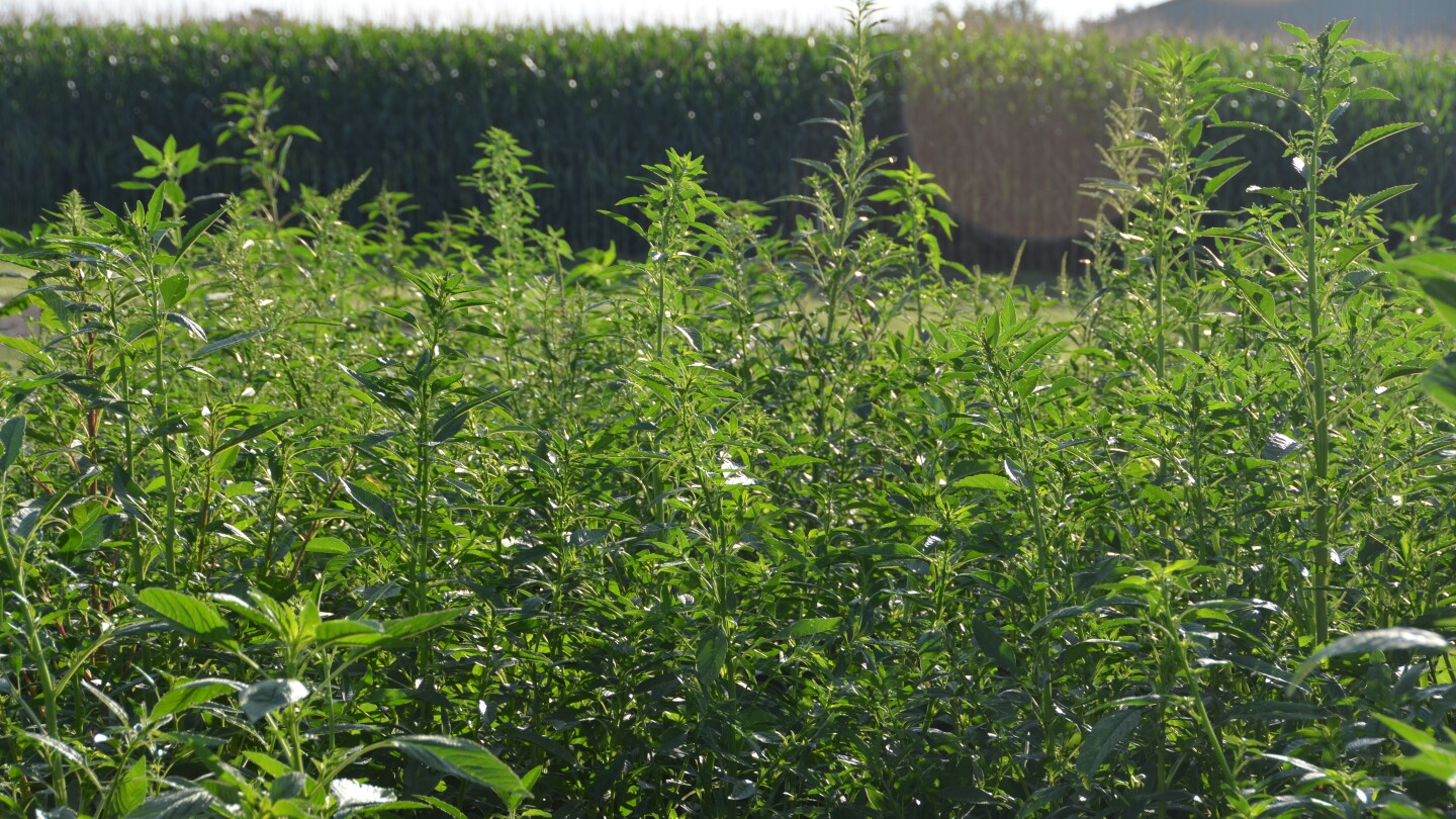 Artificial Intelligence Joins The Fight Against Weeds, Insects And Disease