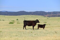 Rangeland